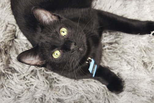 A black cat with bright yellow eyes is lying on a textured, gray, fluffy surface. The cat is wearing a collar with a blue tag.