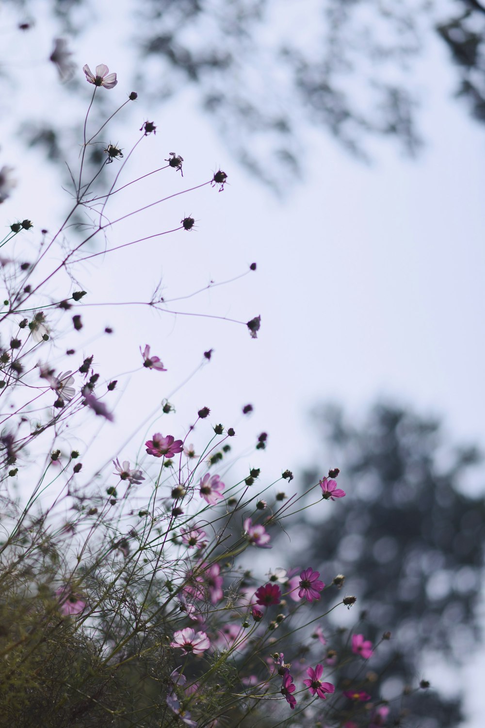 pink flowers