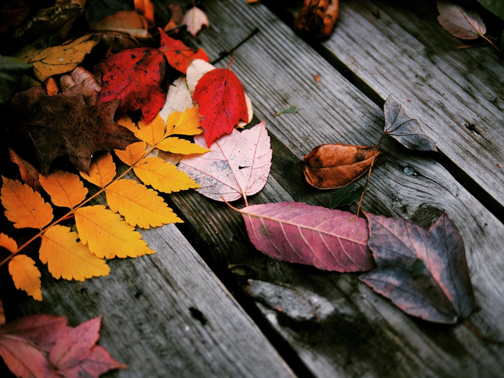 yellow, brown, and red leaves