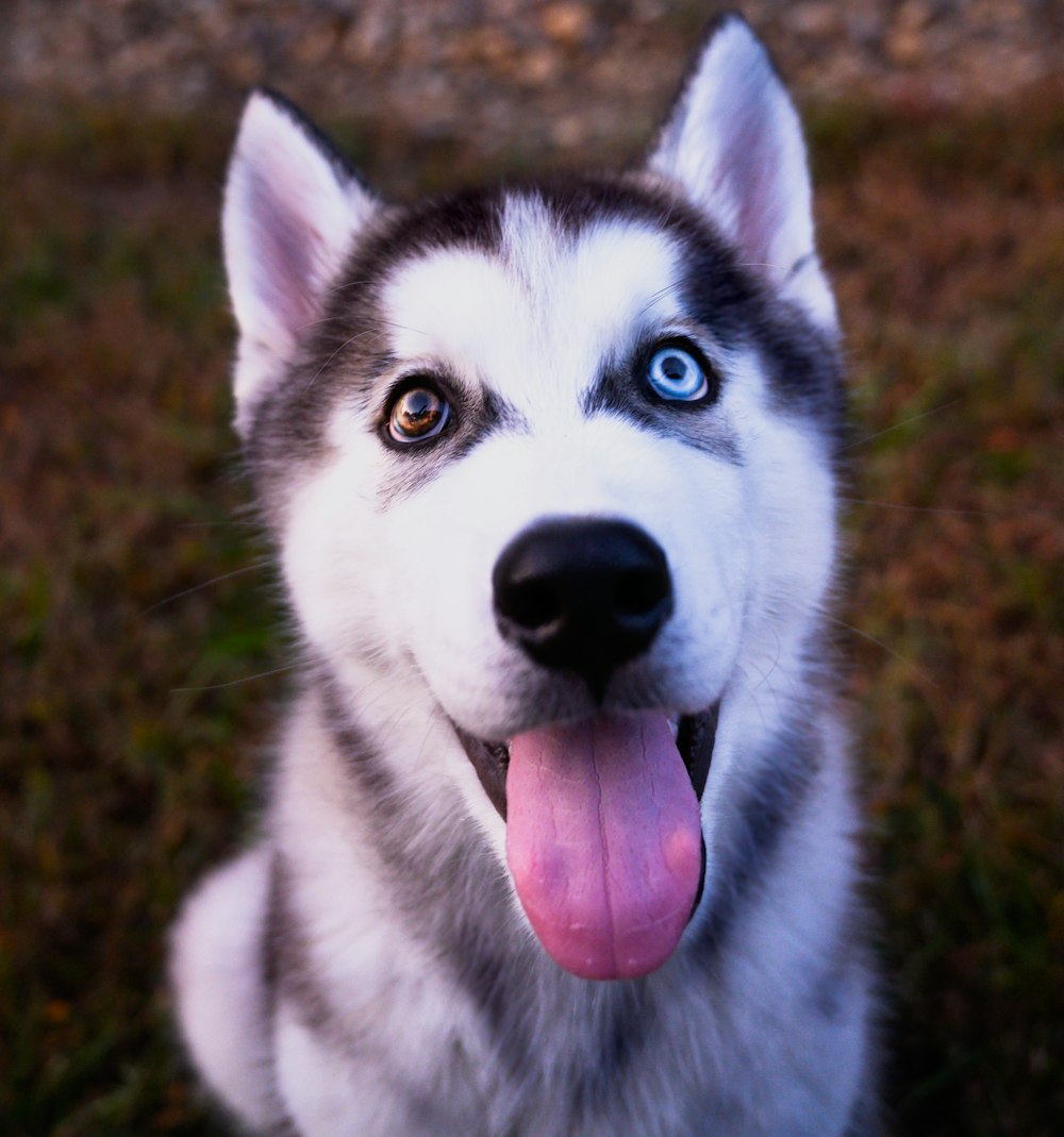 photo of white and black Siberian husky