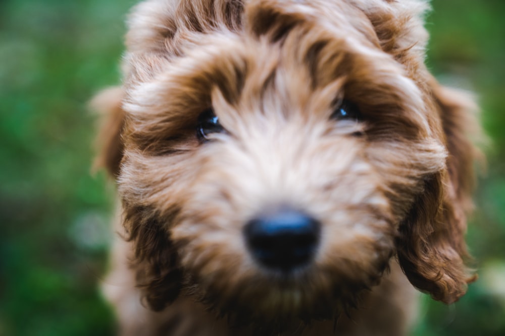 selective focus photography of tan Labradoodle