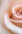 white rose flower