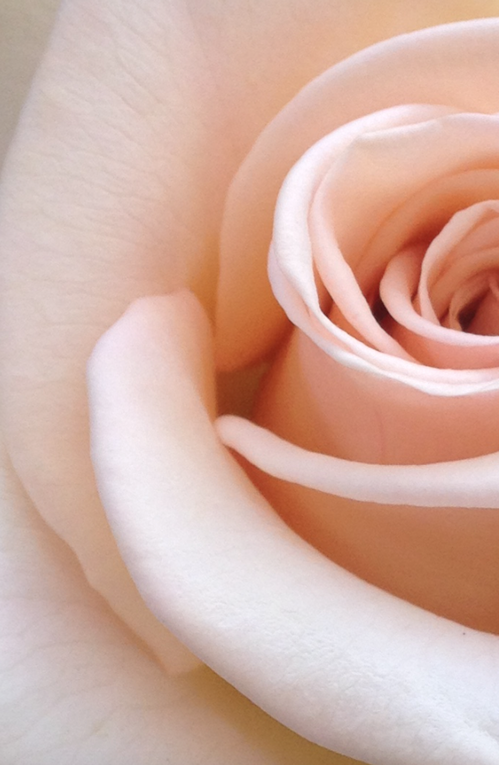 flor rosa branca