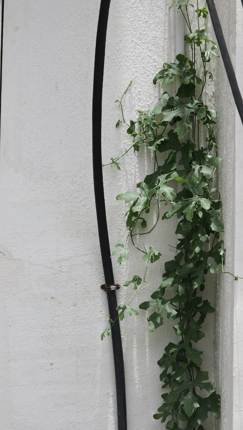 green leaf vine plant near wall