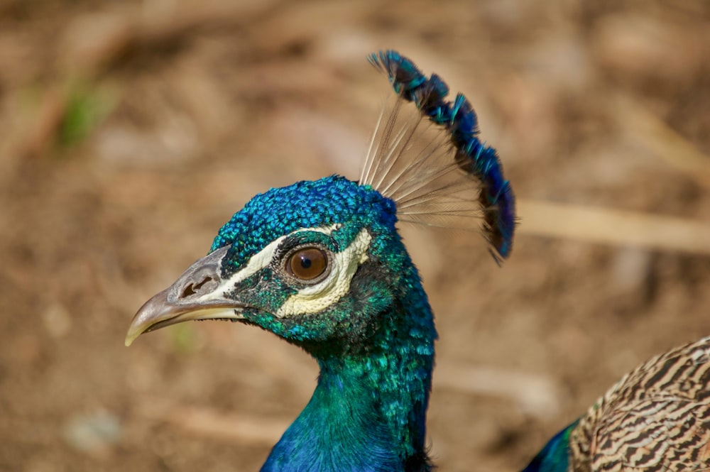 blue and green peacock