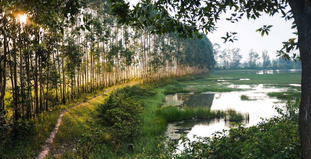 forest trees photograph