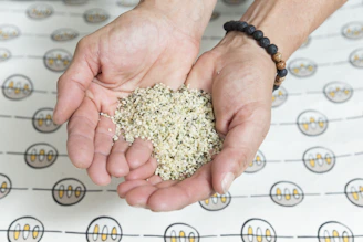 Hands gently holding a handful of polished urad dal against a natural background.