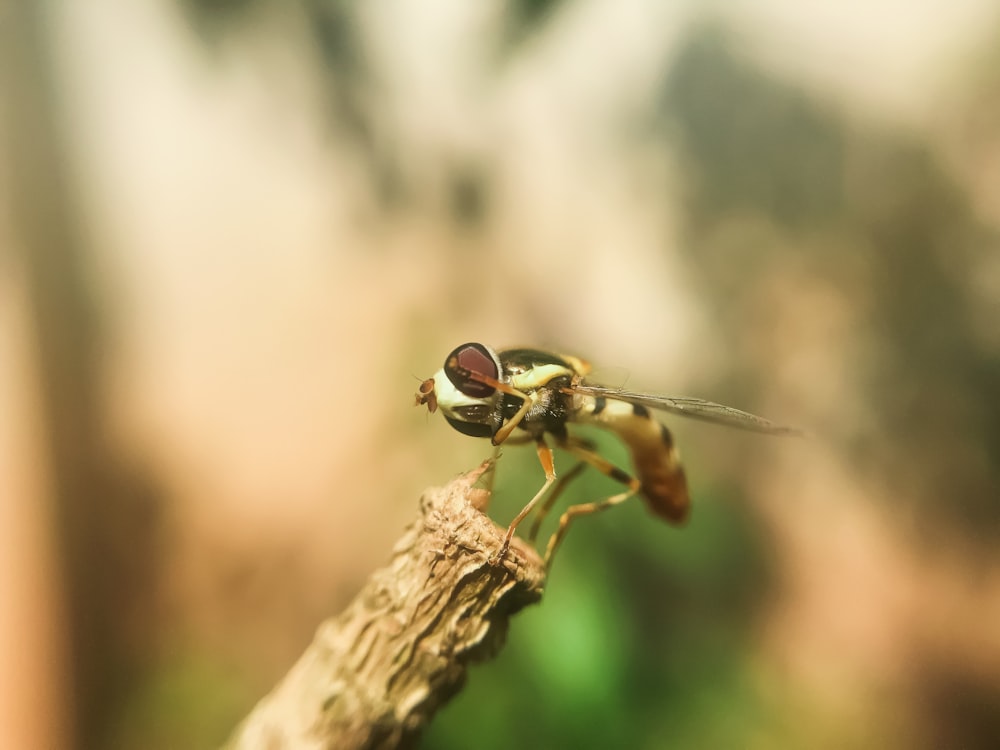 brown and white dragonfly on branch