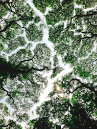 low-angle photo of green trees