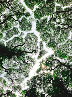 low-angle photo of green trees