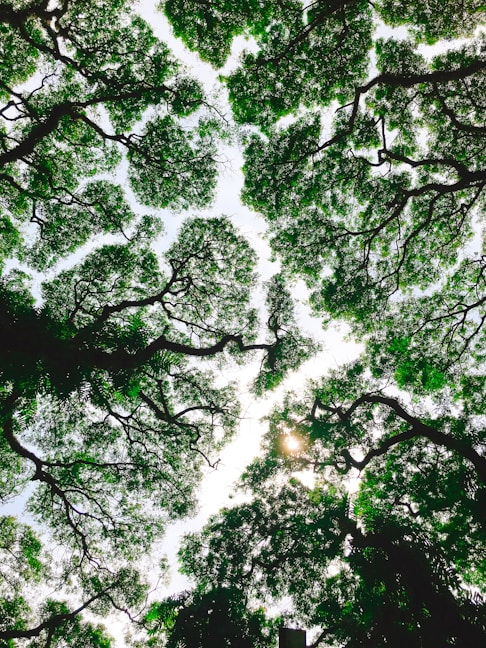 low-angle photo of green trees