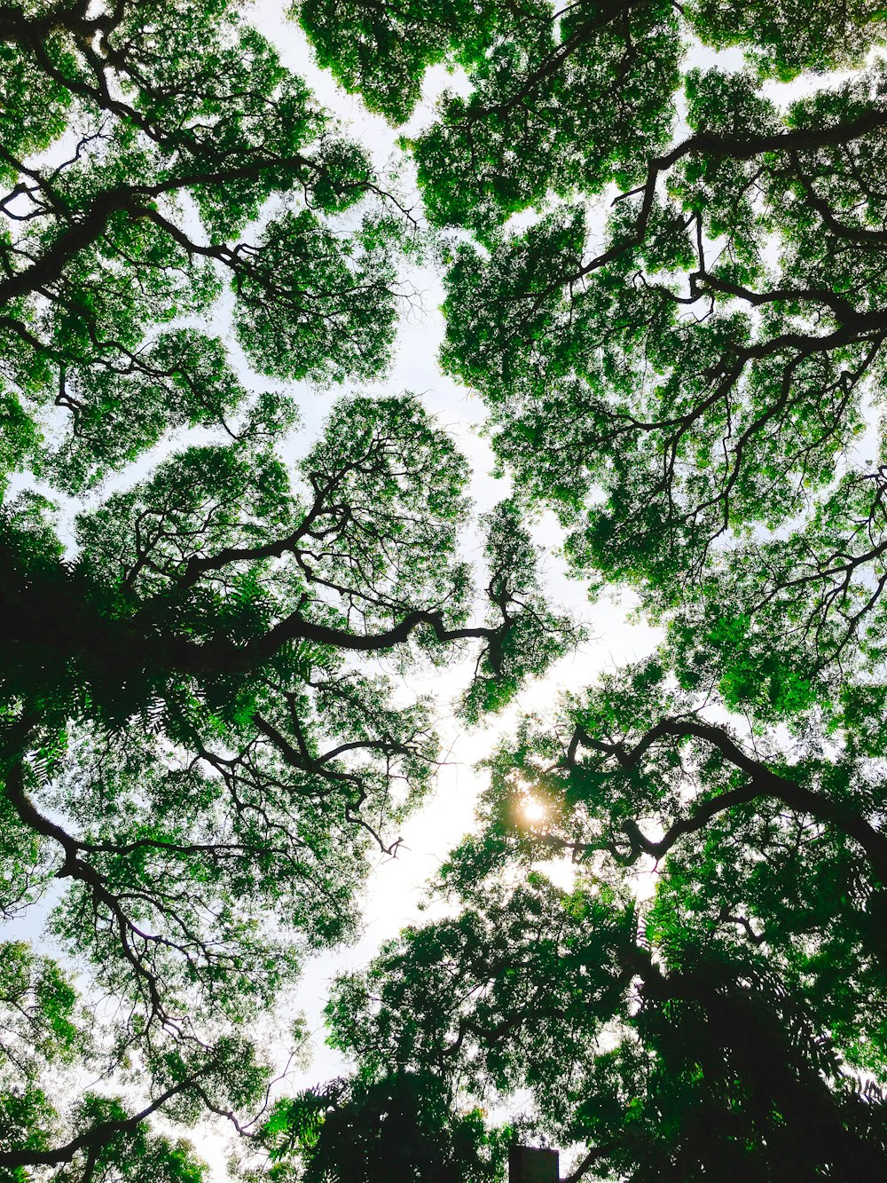 low-angle photo of green trees