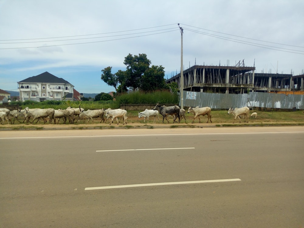 herd of cows