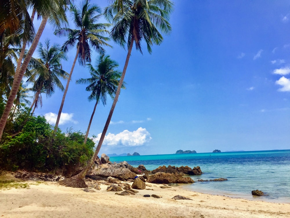 body of water and palm trees