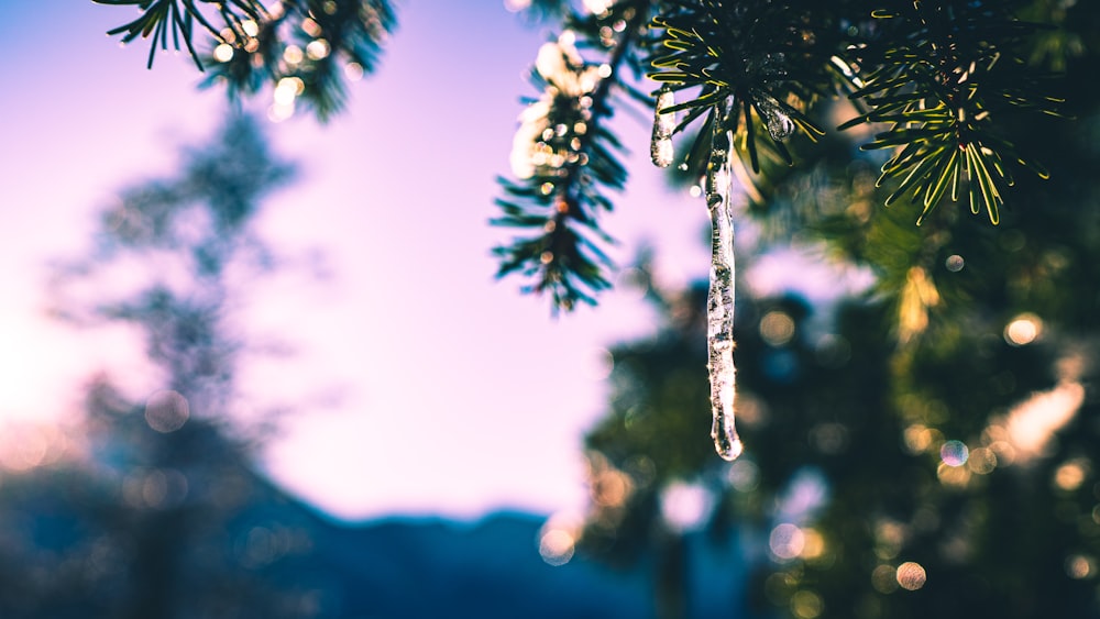 green-leafed tree