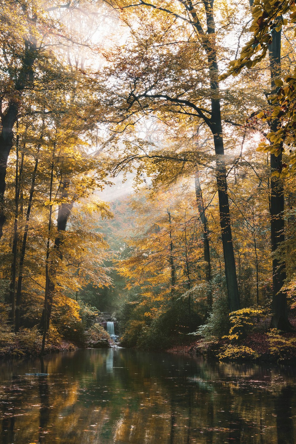 specchio d'acqua e alberi