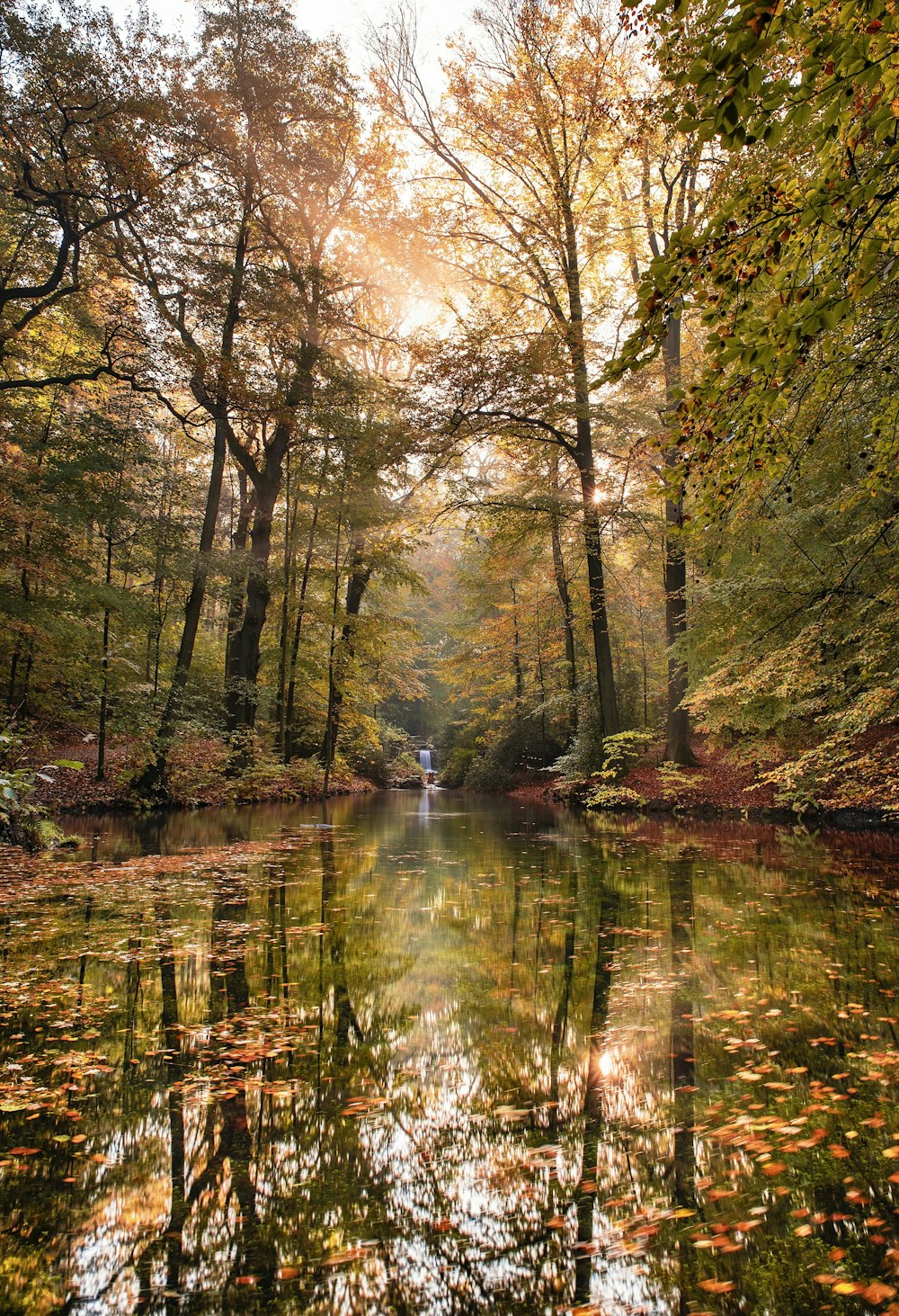 photo of lake and forest