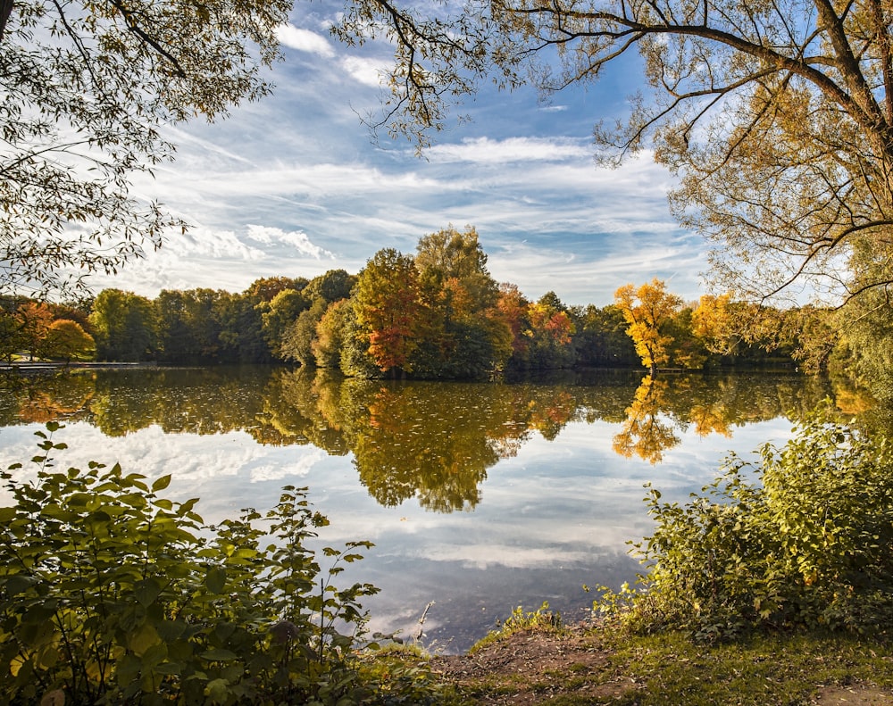 forest trees photograph