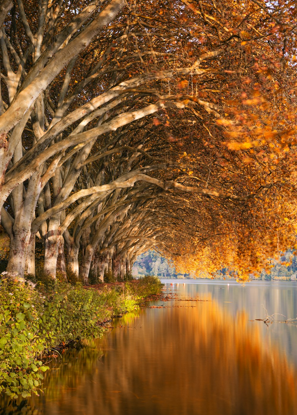 brown leaf trees near body of water