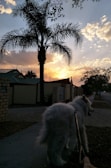 A large fluffy white dog is being walked on a leash along a sidewalk lined with brick walls and trees. In the background, the sun is setting, casting warm orange and yellow hues in the sky, with scattered clouds and a silhouette of a tall palm tree.