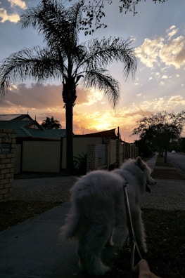 A large fluffy white dog is being walked on a leash along a sidewalk lined with brick walls and trees. In the background, the sun is setting, casting warm orange and yellow hues in the sky, with scattered clouds and a silhouette of a tall palm tree.