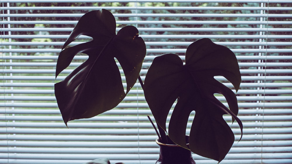 green leaf plant