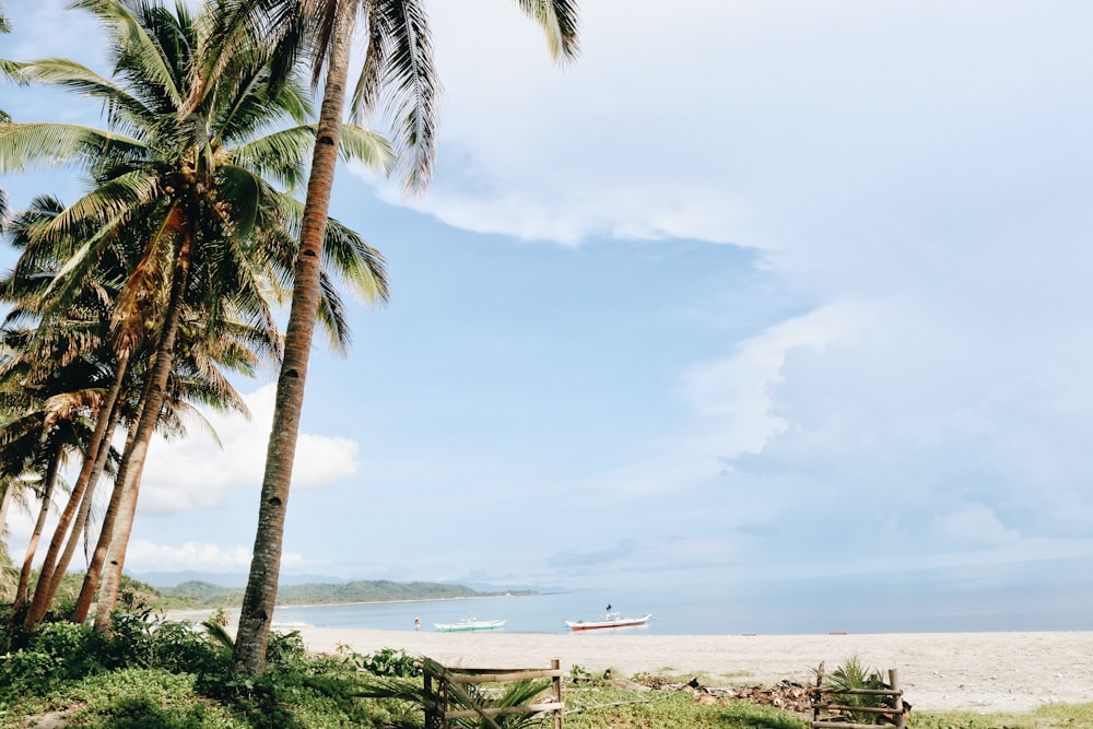 green palm trees and seashore