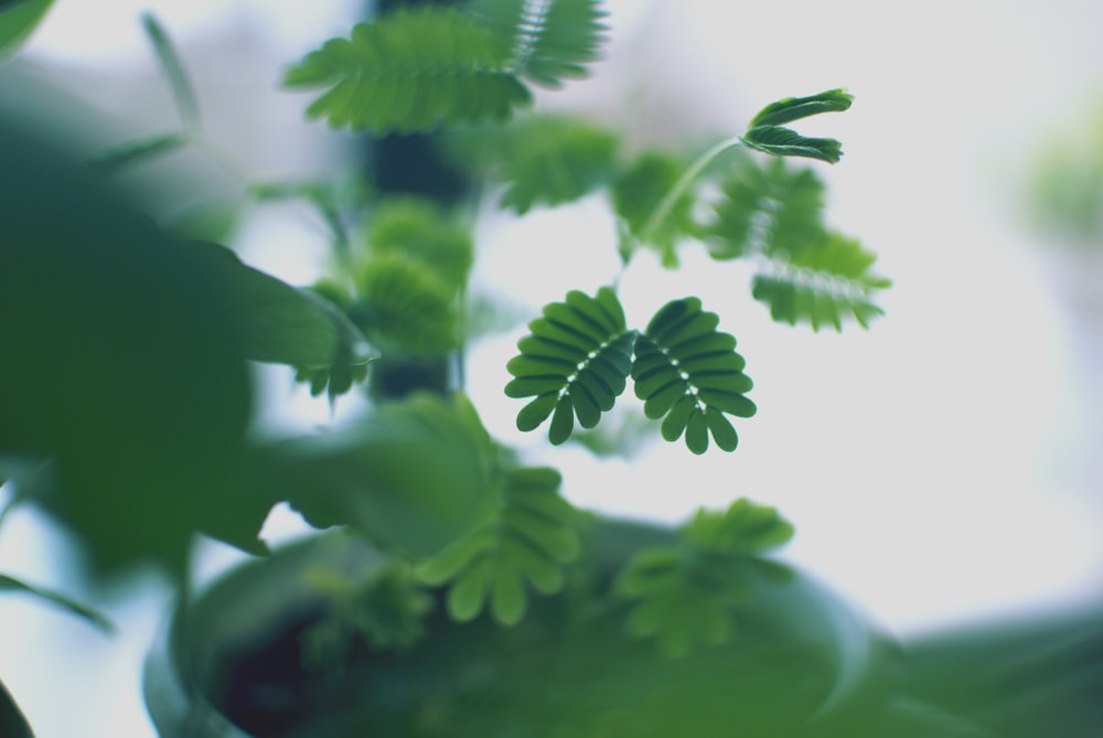 green-leafed plant