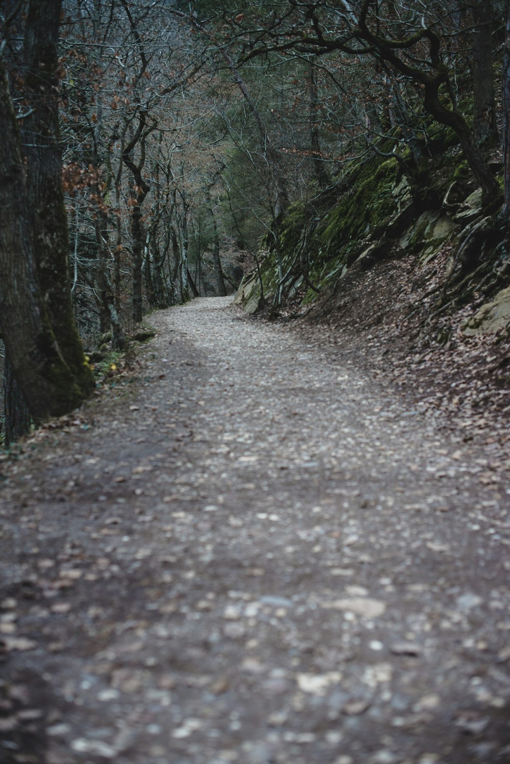 bare tree pathway