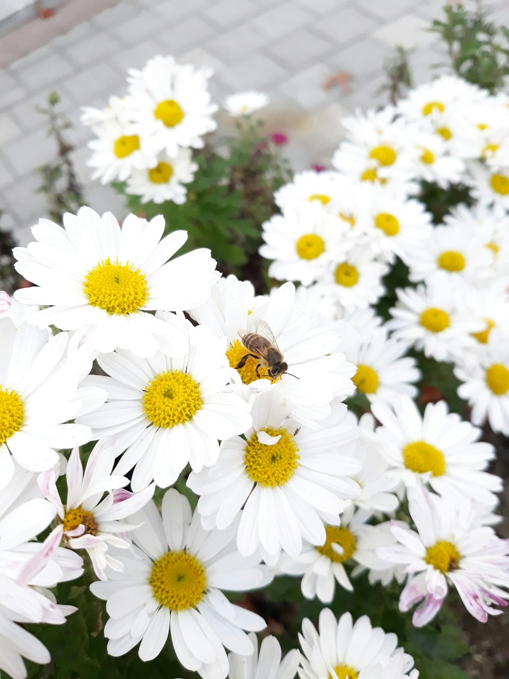 white-petaled flowers