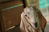 A close-up of a gentle goat with curious eyes standing in a sunlit pasture.