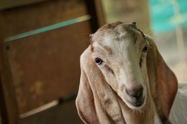 A close-up of a gentle goat with curious eyes standing in a sunlit pasture.