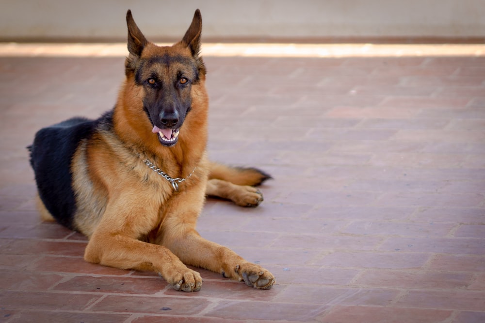 German Shepherd lying on bricked floor