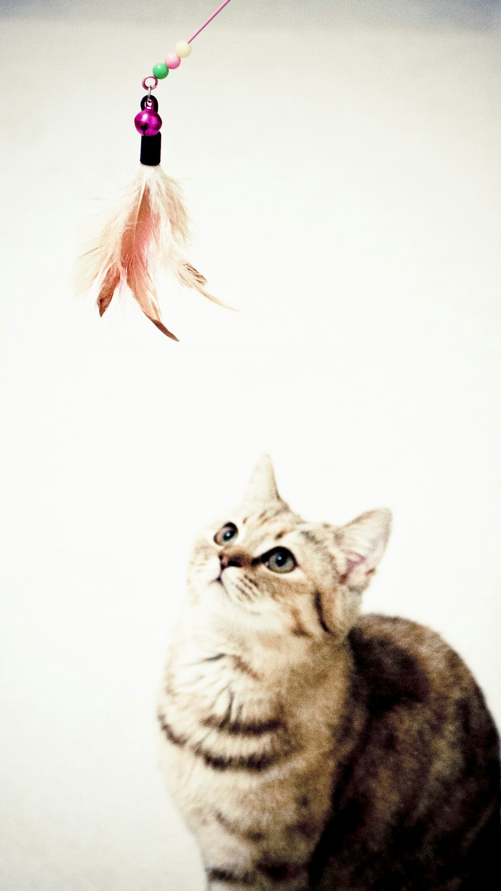 brown tabby cat and pink feather toy