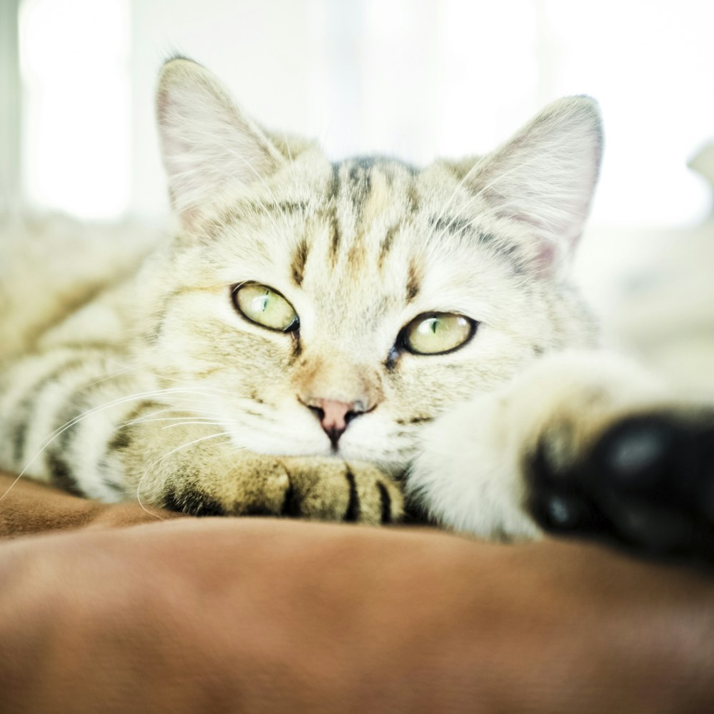 photo of gray and black coated cat