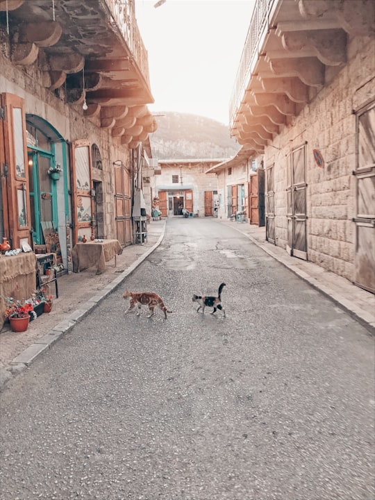 brown and black cat coated cat in Douma Lebanon