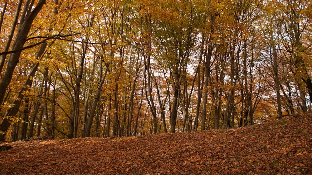 brown trees