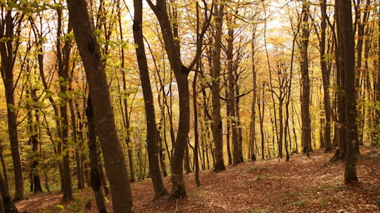 brown trees in Tbilisi National Park Georgia