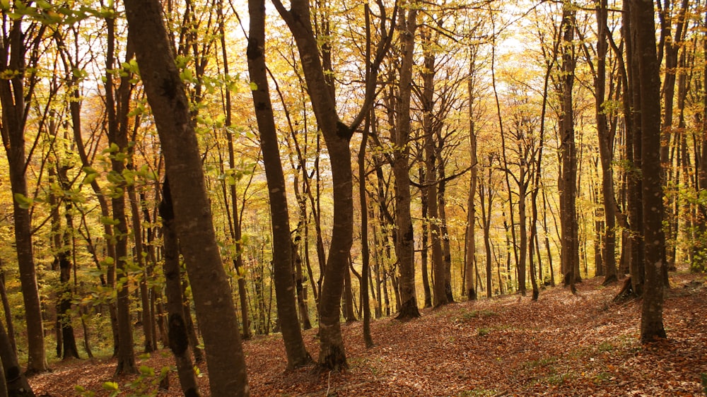 brown trees