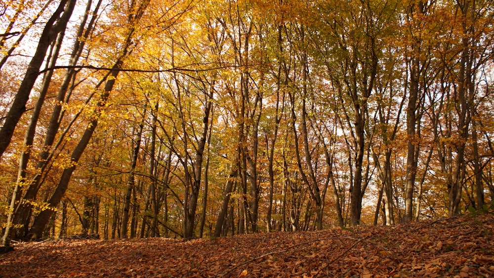 brown trees