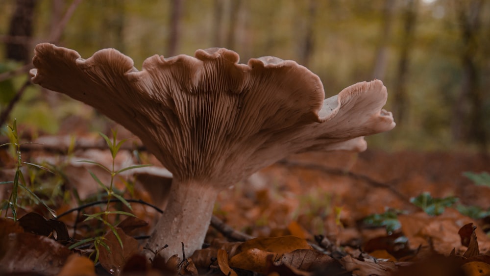 photo of beige mushroom