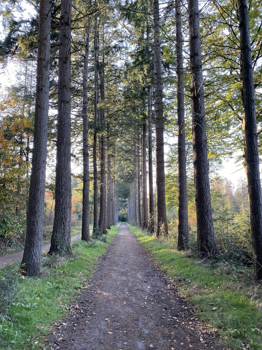 tall trees beside road