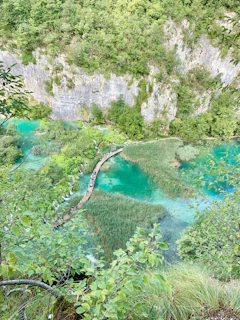 green-leafed trees