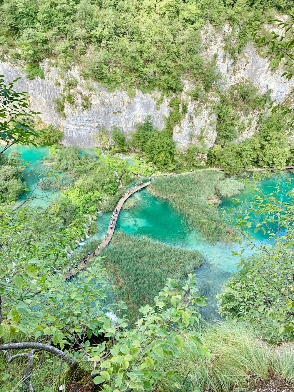 árvores de folhas verdes