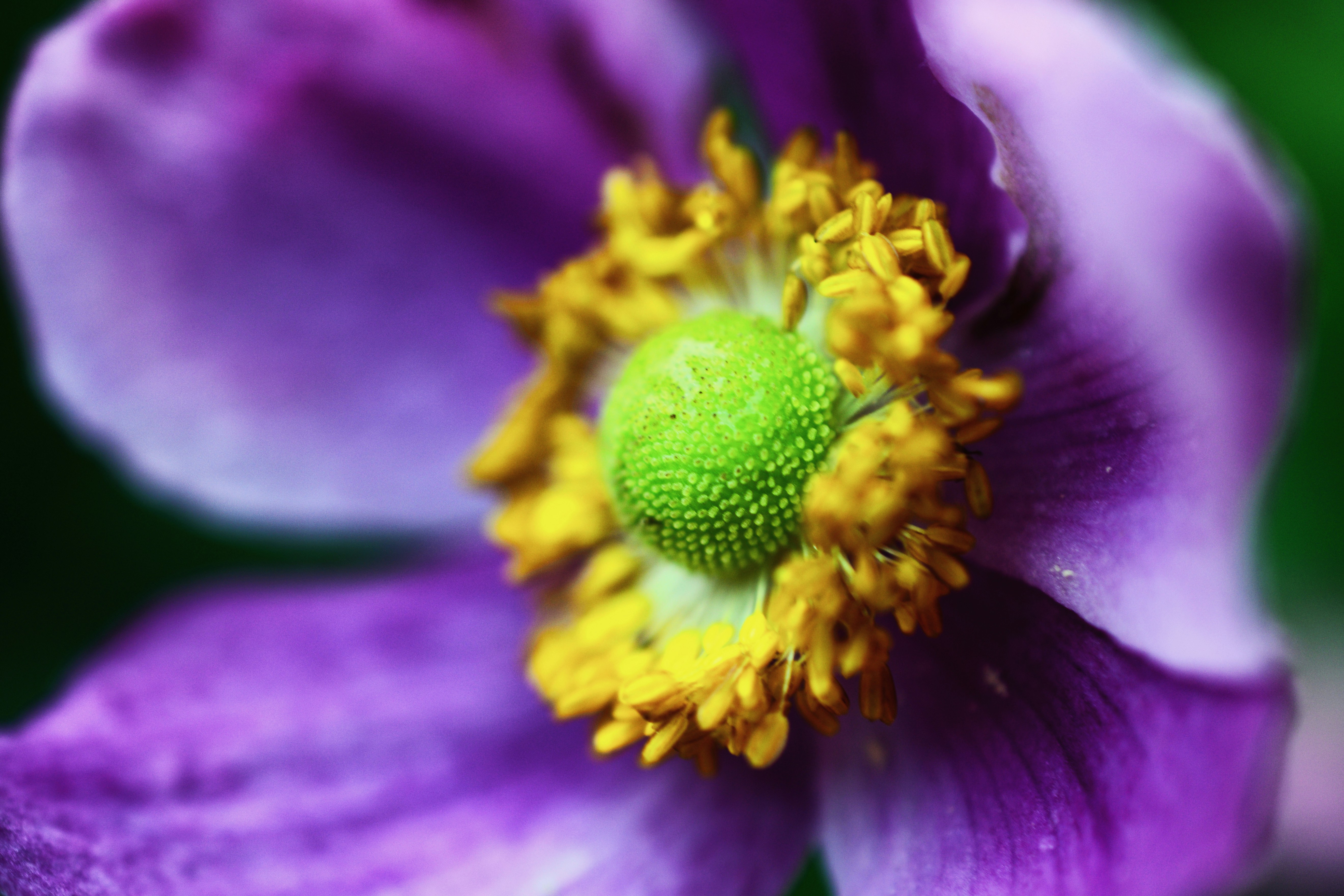 Photo by ajitonunsplash