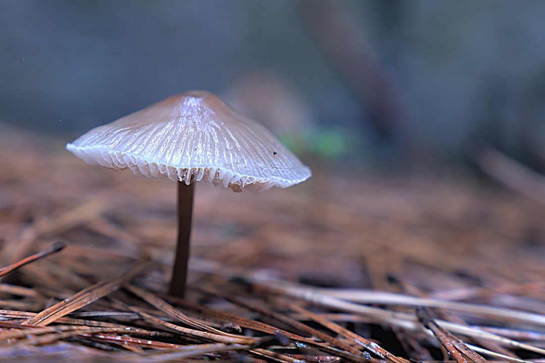 white mushroom