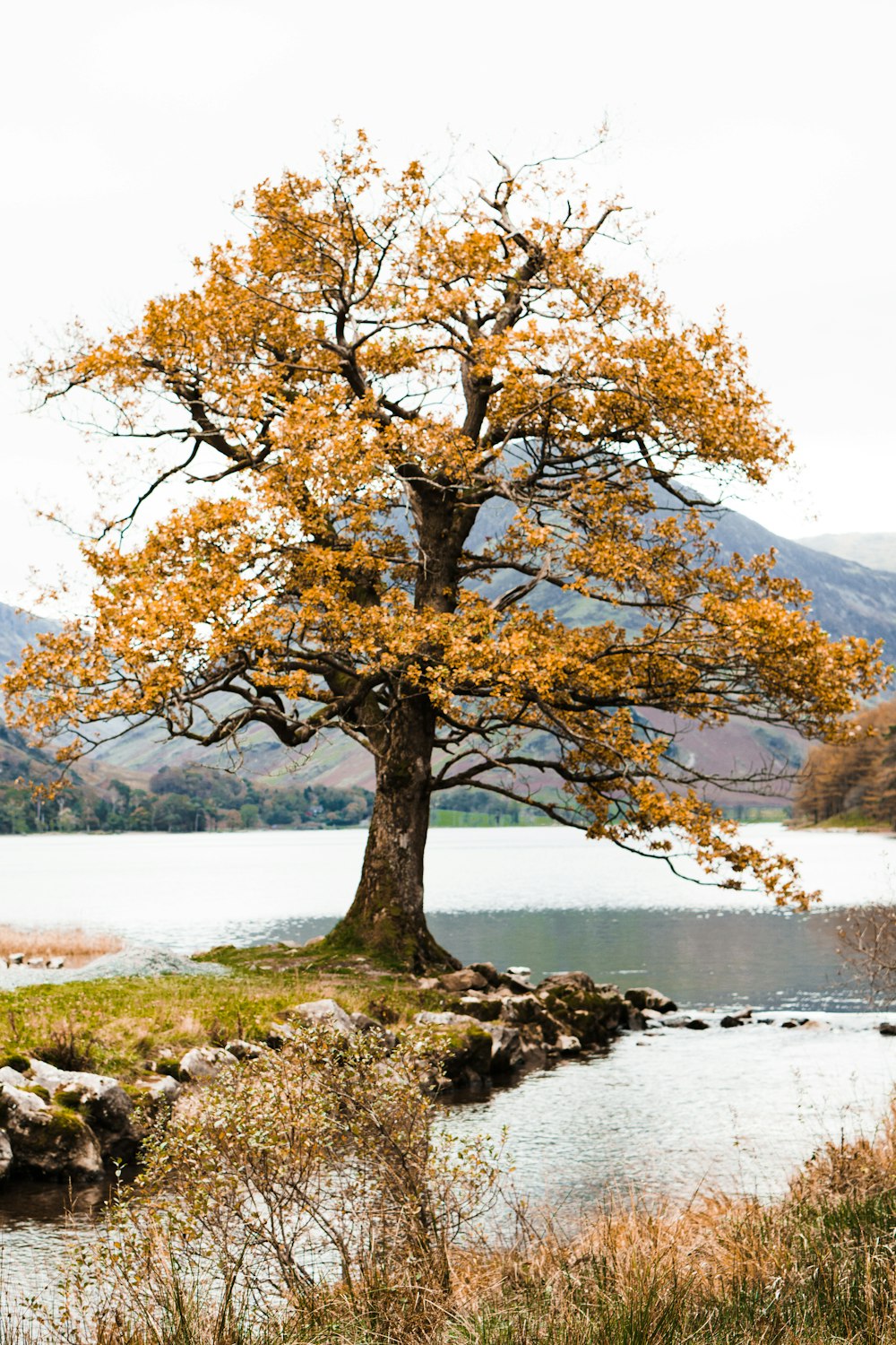 yellow-leafed tree