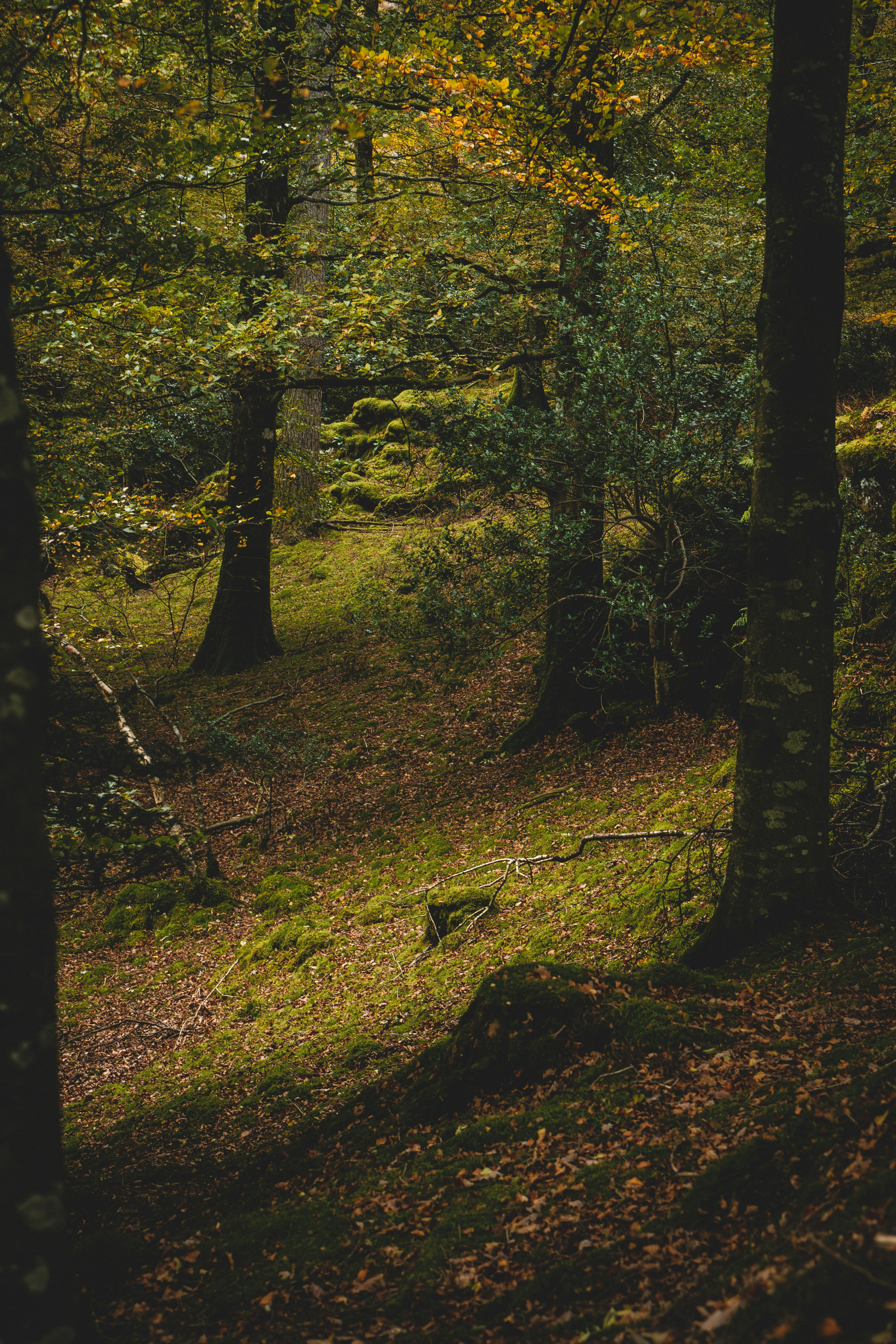 bare trees photo – Free Tree Image on Unsplash