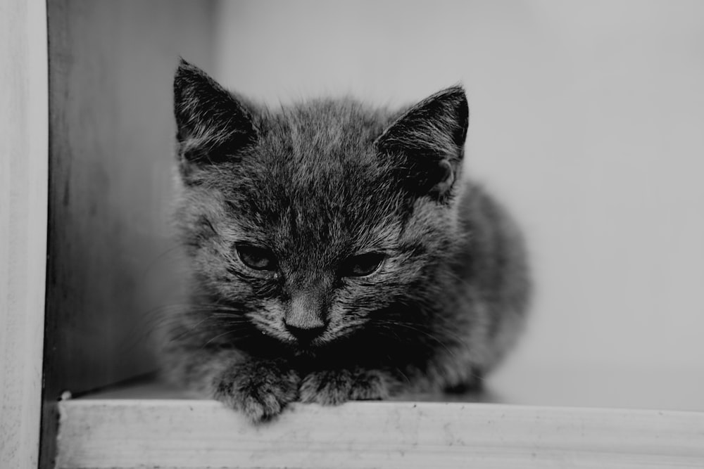 grayscale photo of kitten
