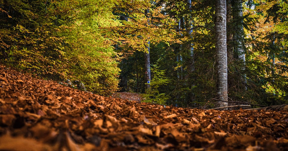 brown dried leaves